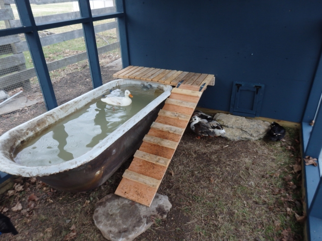What duck wouldn't want an antique tub?
