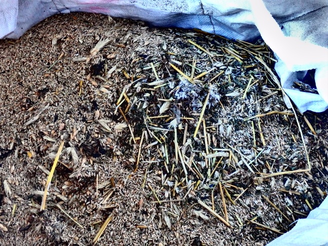 The undersized seed, chaff, weed seeds and insects that is removed from the seed.
