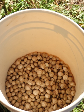 Bucket Full O' Nuts